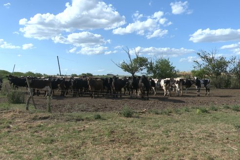 Visita a Tambo Asociativo Colonia Reffino - Entre Ríos