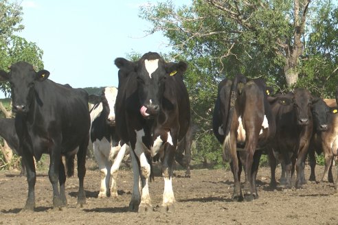 Visita a Tambo Asociativo Colonia Reffino - Entre Ríos