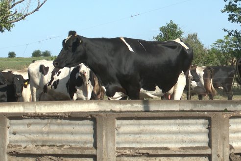 Visita a Tambo Asociativo Colonia Reffino - Entre Ríos