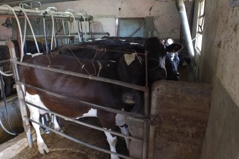 Visita a Tambo Asociativo Colonia Reffino - Entre Ríos