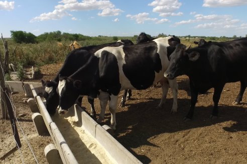 Visita a Tambo Asociativo Colonia Reffino - Entre Ríos