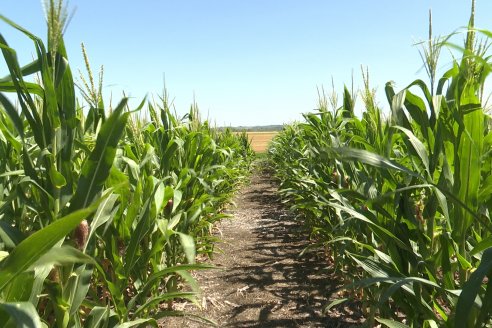 Ricardo Melchiori y Paola Eclesia - EEA INTA Paraná - Ensayos en cultivo de Maiz