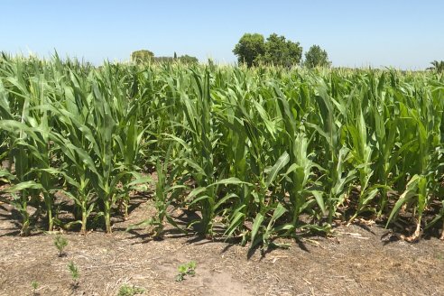 Ricardo Melchiori y Paola Eclesia - EEA INTA Paraná - Ensayos en cultivo de Maiz