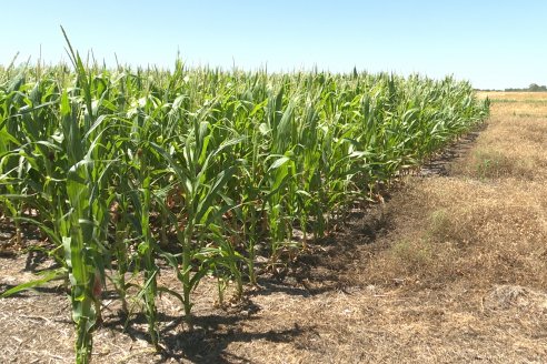 Ricardo Melchiori y Paola Eclesia - EEA INTA Paraná - Ensayos en cultivo de Maiz