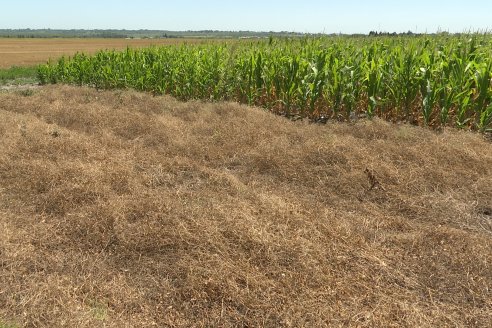 Ricardo Melchiori y Paola Eclesia - EEA INTA Paraná - Ensayos en cultivo de Maiz