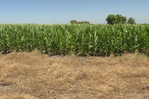 Ricardo Melchiori y Paola Eclesia - EEA INTA Paraná - Ensayos en cultivo de Maiz