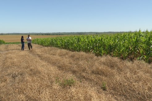 Ricardo Melchiori y Paola Eclesia - EEA INTA Paraná - Ensayos en cultivo de Maiz