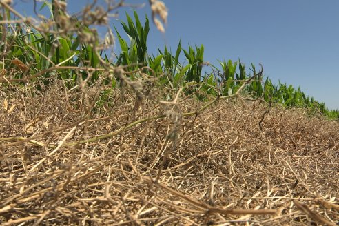 Ricardo Melchiori y Paola Eclesia - EEA INTA Paraná - Ensayos en cultivo de Maiz