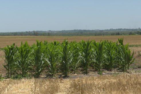 Ricardo Melchiori y Paola Eclesia - EEA INTA Paraná - Ensayos en cultivo de Maiz