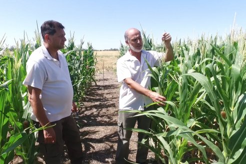 Ricardo Melchiori y Paola Eclesia - EEA INTA Paraná - Ensayos en cultivo de Maiz