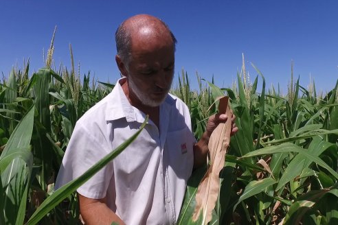 Ricardo Melchiori y Paola Eclesia - EEA INTA Paraná - Ensayos en cultivo de Maiz