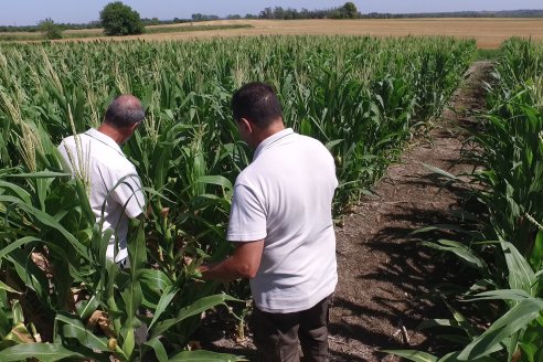 Ricardo Melchiori y Paola Eclesia - EEA INTA Paraná - Ensayos en cultivo de Maiz