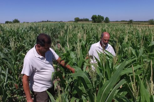 Ricardo Melchiori y Paola Eclesia - EEA INTA Paraná - Ensayos en cultivo de Maiz