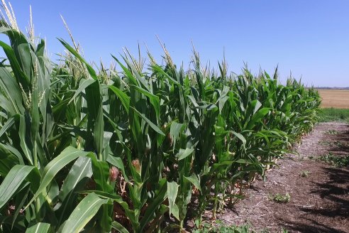 Ricardo Melchiori y Paola Eclesia - EEA INTA Paraná - Ensayos en cultivo de Maiz