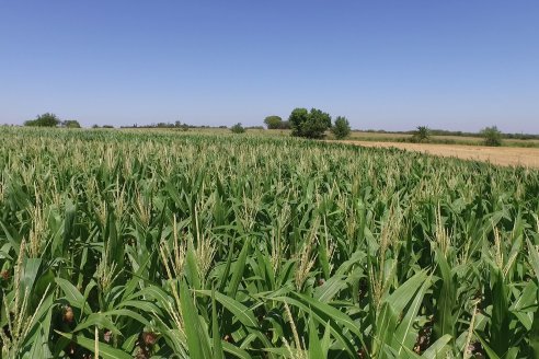 Ricardo Melchiori y Paola Eclesia - EEA INTA Paraná - Ensayos en cultivo de Maiz