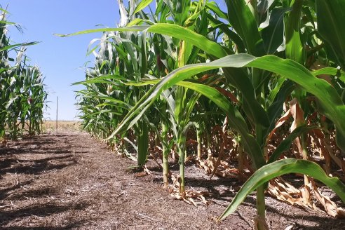 Ricardo Melchiori y Paola Eclesia - EEA INTA Paraná - Ensayos en cultivo de Maiz