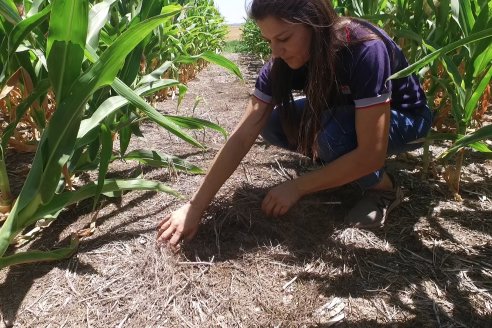 Ricardo Melchiori y Paola Eclesia - EEA INTA Paraná - Ensayos en cultivo de Maiz