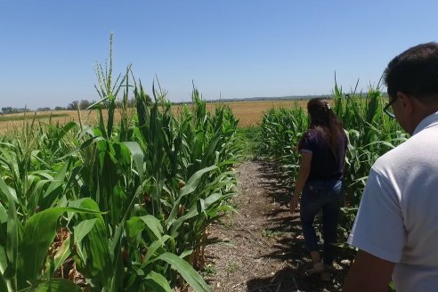 Ricardo Melchiori y Paola Eclesia - EEA INTA Paraná - Ensayos en cultivo de Maiz