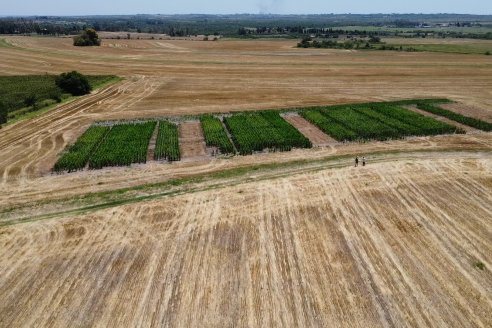 Ricardo Melchiori y Paola Eclesia - EEA INTA Paraná - Ensayos en cultivo de Maiz