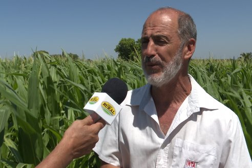 Ricardo Melchiori y Paola Eclesia - EEA INTA Paraná - Ensayos en cultivo de Maiz