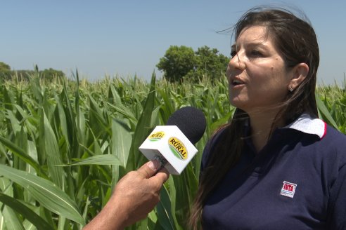 Ricardo Melchiori y Paola Eclesia - EEA INTA Paraná - Ensayos en cultivo de Maiz