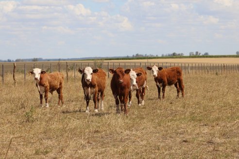 Expertos analizan y avisan que son altas las posibilidades de un regreso de la sequía durante la Primavera