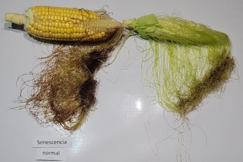 La emergencia agropecuaria se tramita vía Internet