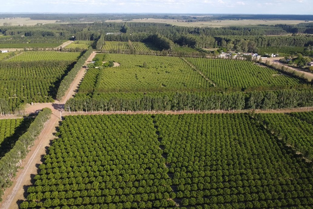 El plan oficial pasa por sostener el macizo citrícola con más exportaciones. El plan oficial pasa por sostener el macizo citrícola con más exportaciones.