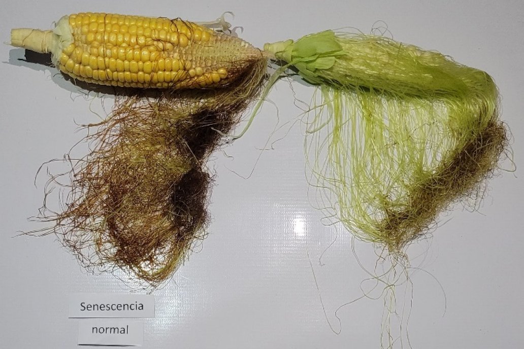 Los agricultores maiceros se cuentan entre los más perjudicados por el clima.
