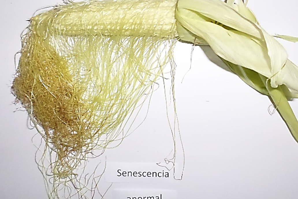 La ausencia de polinizización define el enevegecimiento en espigas de maíz.