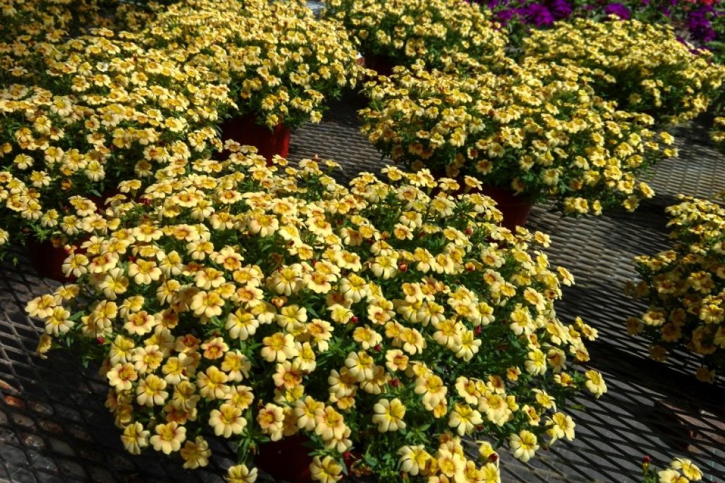 Se trata de una variedad ornamental del género Mecardonia, muy compacta.