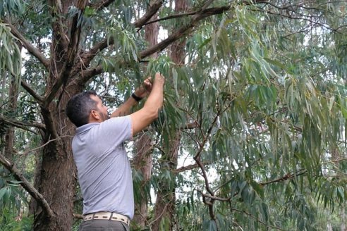 Hallan solución a los ataques de chinches en los eucaliptos