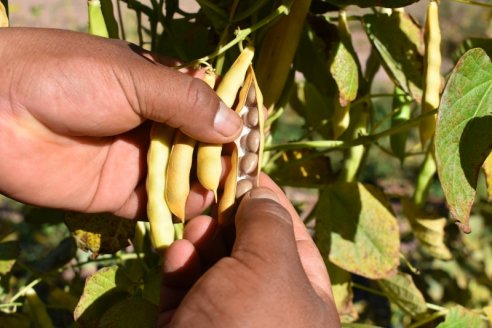 Identifican sustanciales diferencias en la calidad del poroto de soja en diversas zonas productivas