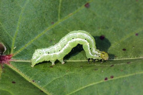 Soja: aportes desde el Grupo APC para controlar insectos