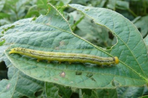 El INTA conserva más de 10.000 ejemplares de insectos