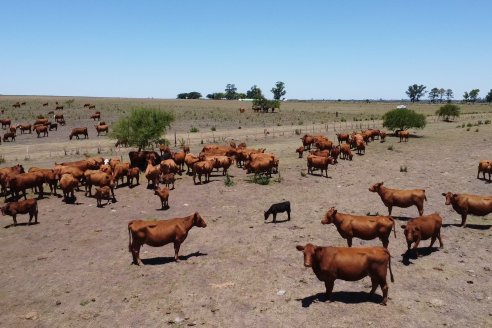 Claudio y Kiara Balla - Productores Pecuarios, Establecimiento El Cholito - Apasionados por el Angus Colorado