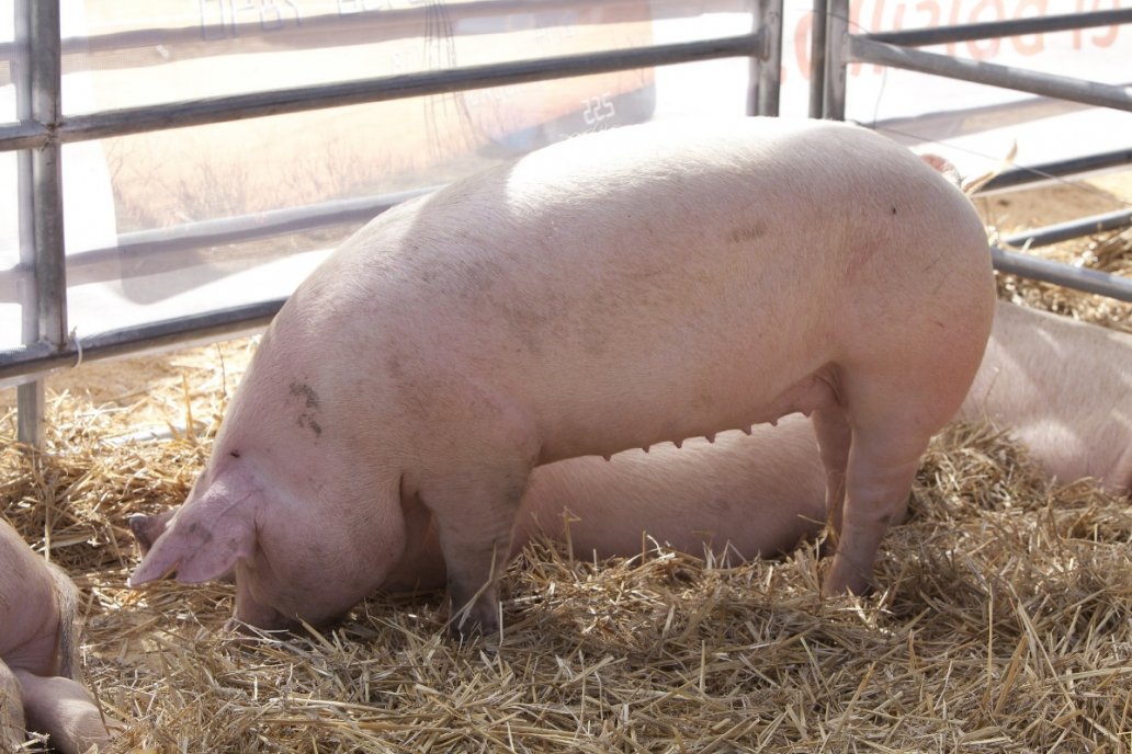 Perjudica el consumo de carne de cerdo y derivados, sin control bromatológico.