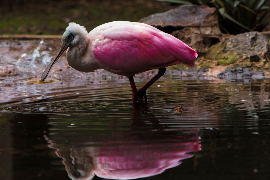 Las aves silvestres son las principales transmisoras del flagelo. Las aves silvestres son las principales transmisoras del flagelo.