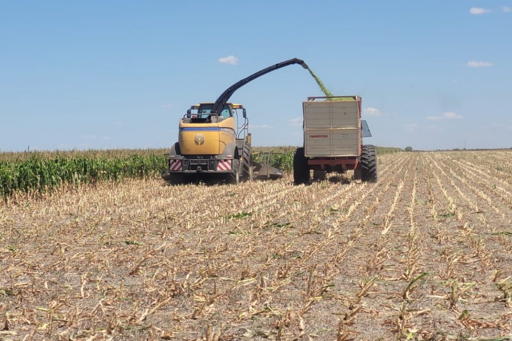 El 96 % del área de maíz de primera entre regular a mala en Entre Ríos