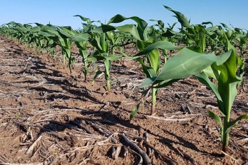 En márgenes, y en campo propio, el maíz sigue a la cabeza