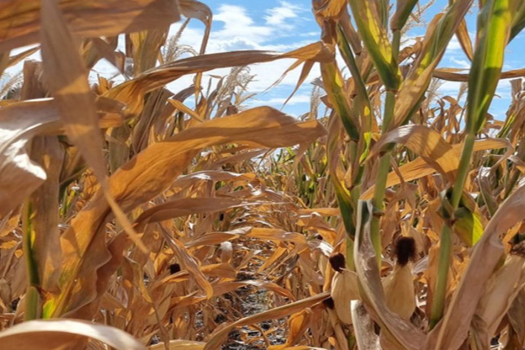 Son cerca de 3.000 los productores que ya se inscribieron por la emergencia