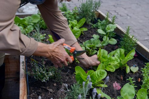 Cómo elaborar biopreparados para controlar insectos y enfermedades en la huerta