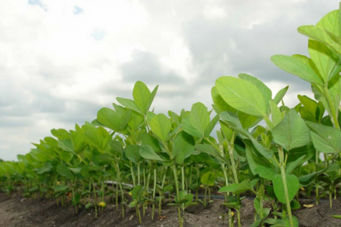 Aapresid señala las clavijas que hay que ajustar en el manejo del cultivo para no estancar el rendimiento