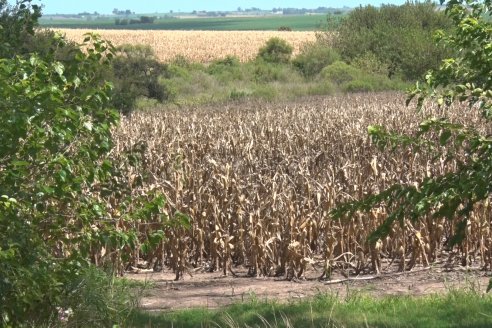 Al final del ciclo, la producción provincial de maíz cayó el 50%