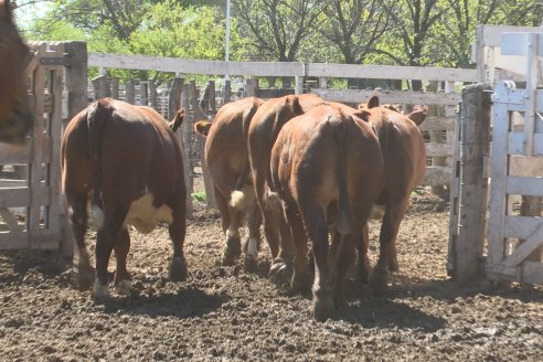 Luis Miguel Etchevehere - Remate Feria Maria Dolores - Panorama cadena de ganados y carnes en Entre Ríos