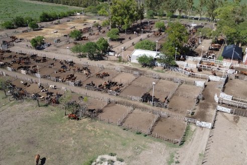 Luis Miguel Etchevehere - Remate Feria Maria Dolores - Panorama cadena de ganados y carnes en Entre Ríos