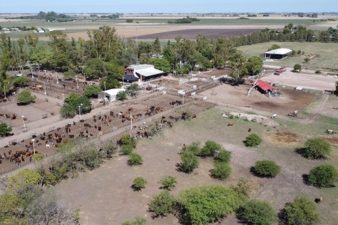 Luis Miguel Etchevehere - Remate Feria Maria Dolores - Panorama cadena de ganados y carnes en Entre Ríos