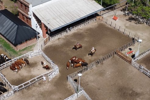 Luis Miguel Etchevehere - Remate Feria Maria Dolores - Panorama cadena de ganados y carnes en Entre Ríos