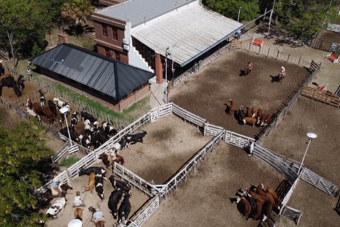 Luis Miguel Etchevehere - Remate Feria Maria Dolores - Panorama cadena de ganados y carnes en Entre Ríos