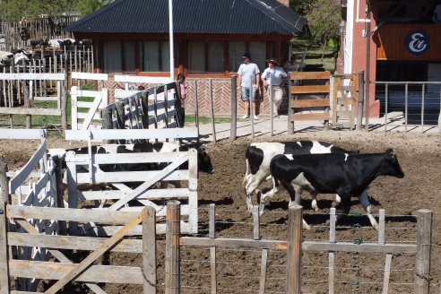 Luis Miguel Etchevehere - Remate Feria Maria Dolores - Panorama cadena de ganados y carnes en Entre Ríos